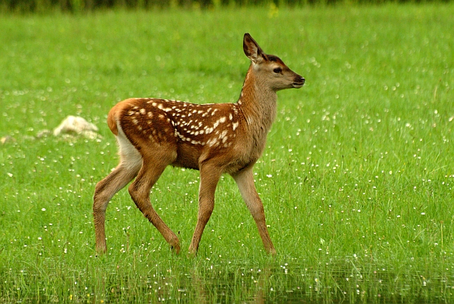 PASSIONE PER IL CERVO